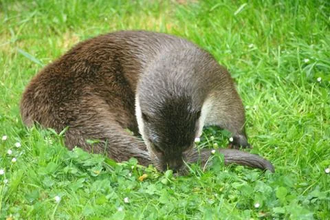 Otter Stock Photos
