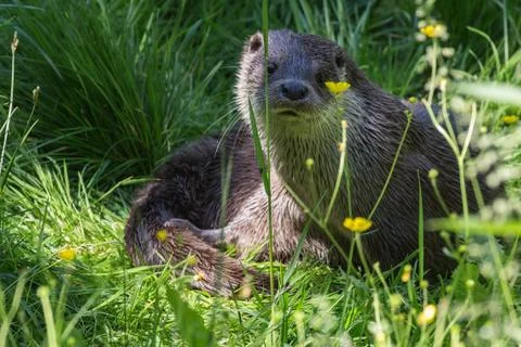 Otter Stock Photos