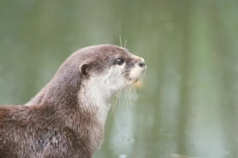 Otter Stock Photos