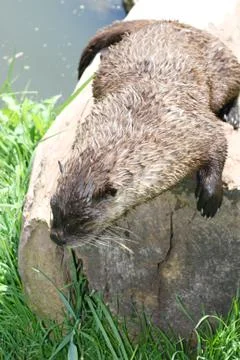 Otter Stock Photos