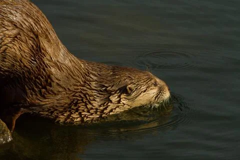 Otter 스톡 사진