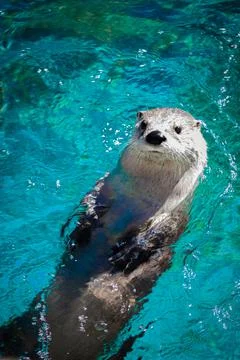 Otter Stock Photos