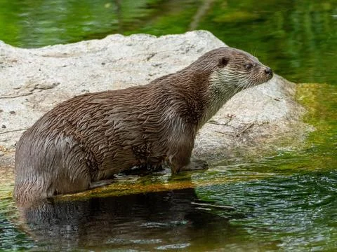 Otter Stock Photos