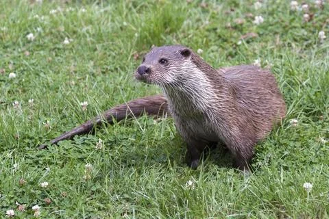 Otter Stock Photos