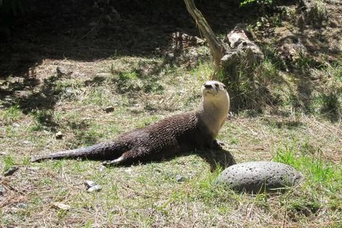 Otter at play Stock Photos
