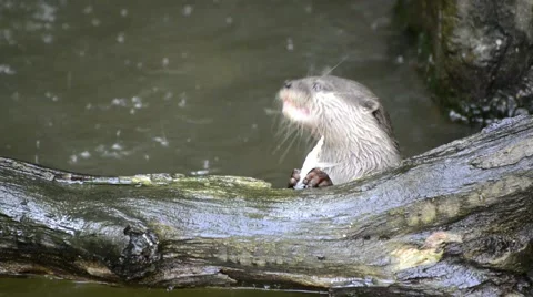 Otter play in the water Video stock 56275550