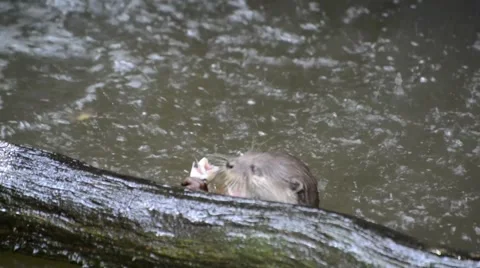 Otter play in the water Stock Footage 56275645