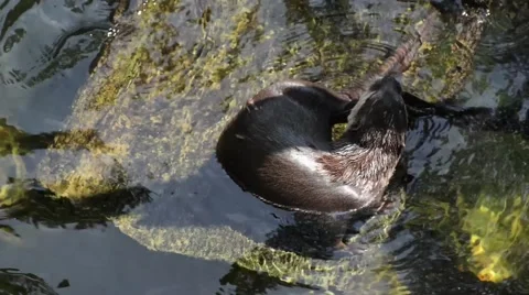 Otter play in the water Stock Footage 56276420