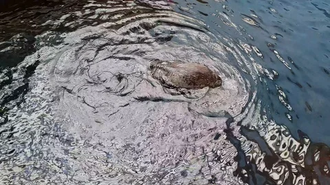 Otter playing around in the water, making spins and flips Stock Footage 118660664