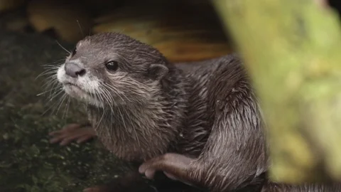 Otter playing in the water. Stock Footage 104905417