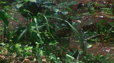 Otter plays with turtle 1 Stock Footage 20640329