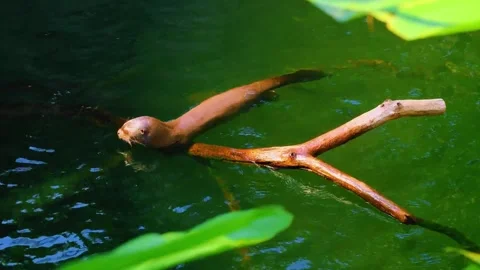Otter  in the pond Stock Footage 323137534