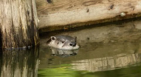 Otter in the pond with reflection Stock-Fotos