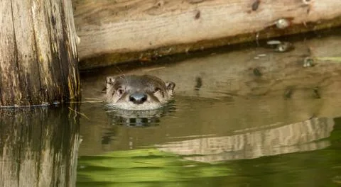 Otter in the pond with reflection Stock Photos