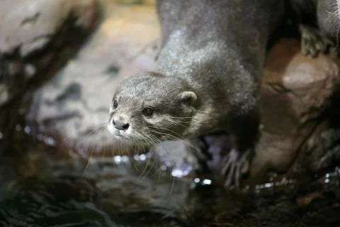 Otter portrait Stock Photos