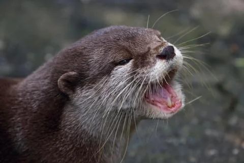 Otter portrait Stock Photos
