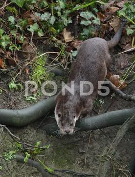 Otter on river bank Stock Photos