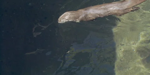 Otter, River diving underwater, 4k Stock Footage 241961627