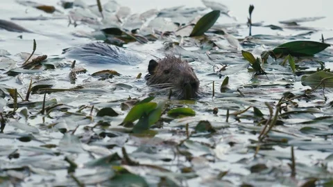 OTTER IN THE RIVER Vidéo 84186017