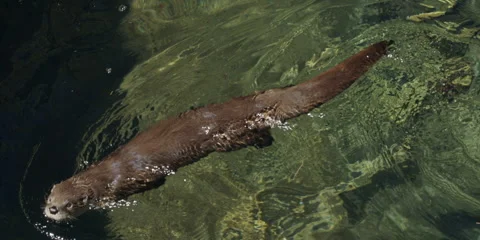 Otter, River, swimming overhead view Video stock 241961584