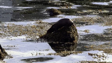 Otter on a rock (Eurasian Otter) Stock-Footage 83454049