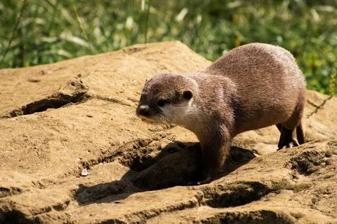 Otter on a Rock Stock Photos