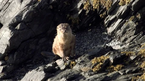 Otter on Rocks (Eurasian Otter) 스톡 동영상 83454575