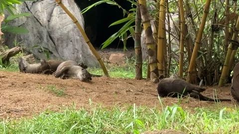 Otter Rolling and Rubbing on Sand Inside a Zoo Enclosure Video stock 339264216