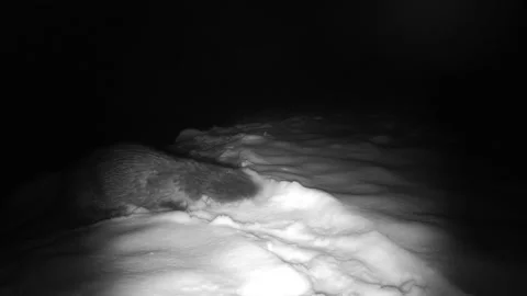 Otter rolling in the snow at night Video stock 149083463