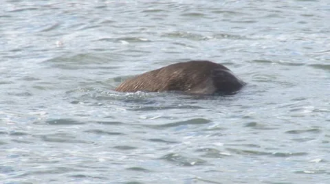 Otter Rolling in Water Stock Footage 8682698