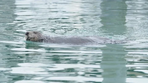 Otter rolling in the water Stock Footage 90230324