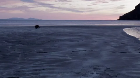 Otter running across a beach Stock-Footage 236572989