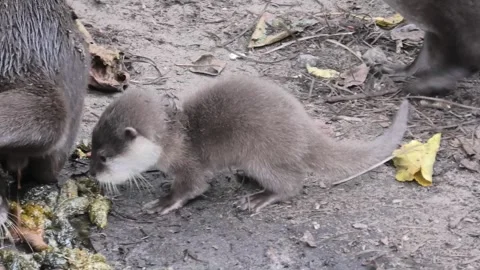 Otter Scent Marking Display With Curious Newborn Watching Stock Footage 319084423