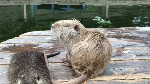 Otter scratching itself on the farm Stock Footage 119078893