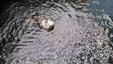 Otter scratching itself in the water, doing flips and spins Stock Footage 118666874