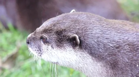 Otter shakes his head Stock Footage 44651121