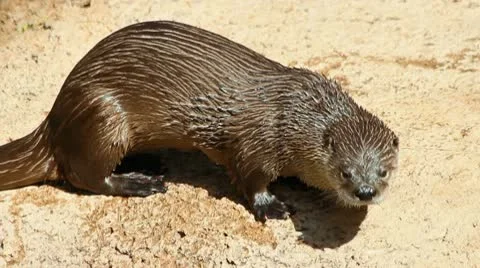 Otter Shakes Water Off Fur Stock Footage