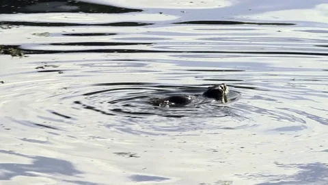 Otter Silhouette Diving (Eurasian Otter) Stock Footage 83453161
