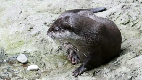 Otter sits on the shore - 4K Stock Footage 77029079