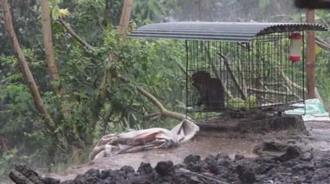 Otter Sitting in the Cell Under a Rain Stock Footage 67528982
