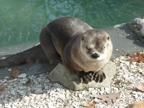 Otter sitting Stock Photos