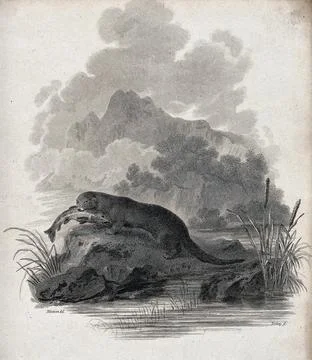 An otter sitting on a rock in the river having just caught a pike. Etching .. Stock Illustration