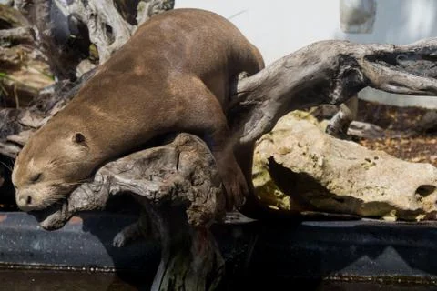 Otter sleeping on a log close up Stock Photos