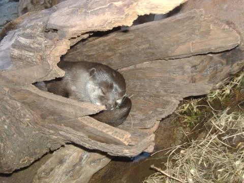 Otter sleeping in a log 스톡 사진