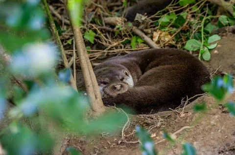 An otter sleeps in its den Stock Photos
