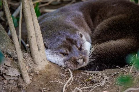 An otter sleeps in its den Stock Photos