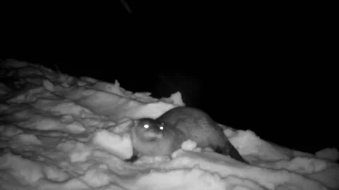 Otter on the snow bank looking at camera Stock Footage 149083811