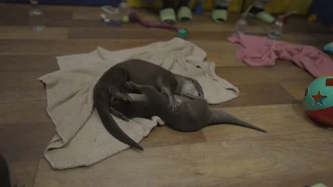 Otter snuggling playing Stock Footage 233751878