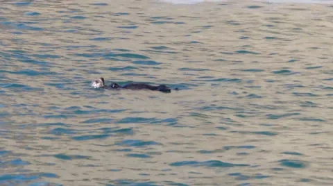 Otter solo Stock Footage 64025360