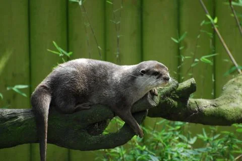 Otter stalker Stock Photos